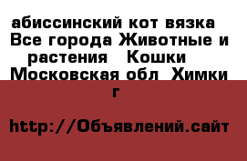 абиссинский кот вязка - Все города Животные и растения » Кошки   . Московская обл.,Химки г.